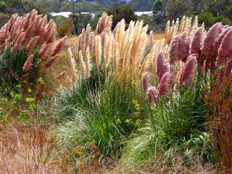 Pampas Grass Week - Jenny Schwartz | Ornamental grasses, Pampas grass care, Grass care