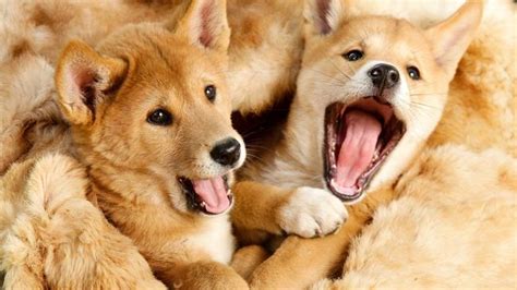 Dingo pups Featherdale Wildlife Park | Daily Telegraph