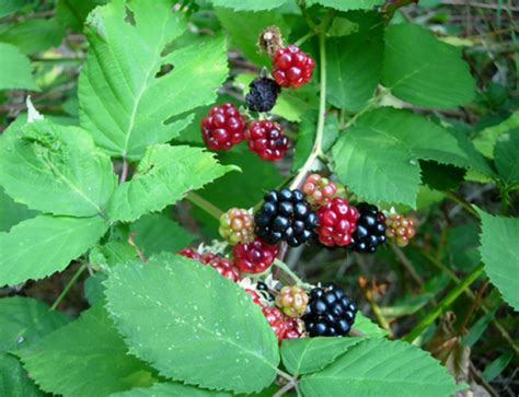 Washington State Noxious Weed Control Board