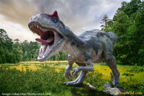 Albertosaurus Facts, Pictures & Information for Kids, Students and Adults