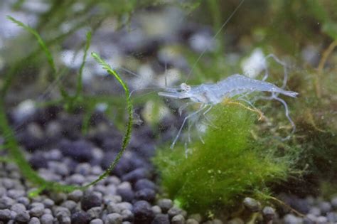 Ghost Shrimp Care: Full Guide (with Setup, Tank Mates & Diet)