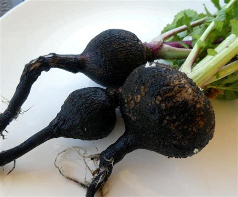 Radish - Black Spanish - St. Clare Heirloom Seeds