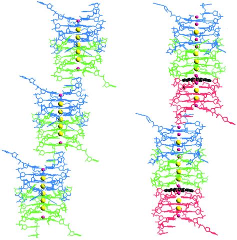 Quadruplex columns in d(TGGGGT) crystals; left, the S1 structure in... | Download Scientific Diagram