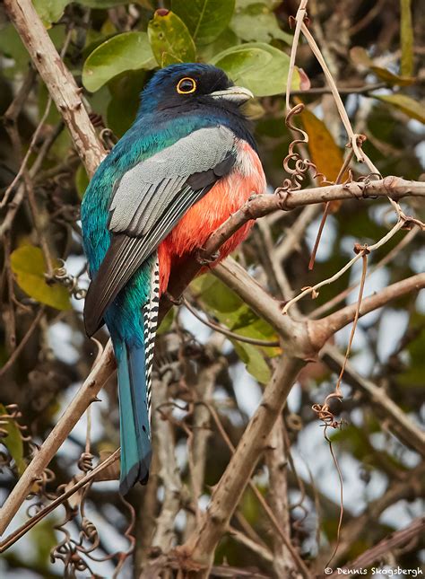 _99A6153-s blue-crowned trogon - Dennis Skogsbergh PhotographyDennis ...