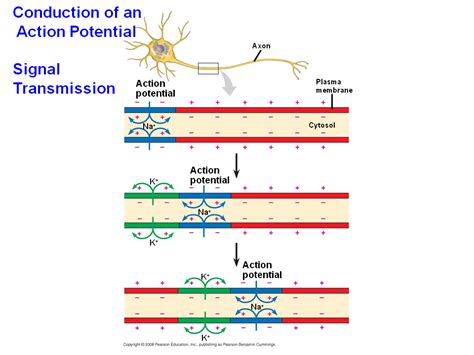 Generation of Action Potentials: A Closer Look