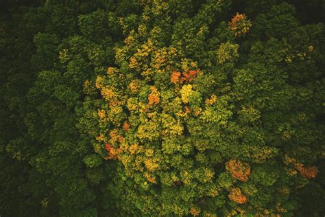 Aerial Shot Of Forest · Free Stock Photo