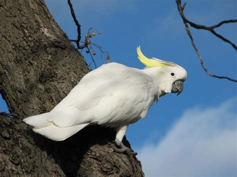 Sulphur-Crested Cockatoo Facts, Pet Care, Behavior, Price, Pictures