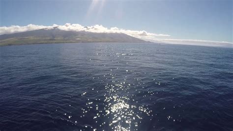 Whale watching Lahaina, Maui - YouTube