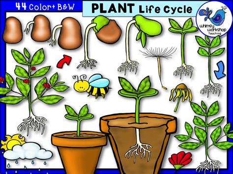 Whimsy Workshop Teaching: Teacher Graphics | Plant life cycle, Life cycles, Plant life