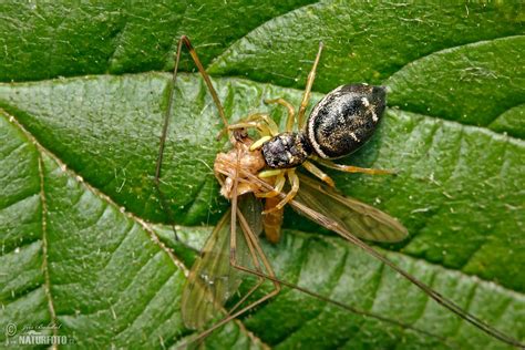 Jumping Spider Photos, Jumping Spider Images, Nature Wildlife Pictures ...