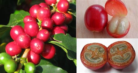 Coffee Growing and Harvesting – Tibaagan Coffees