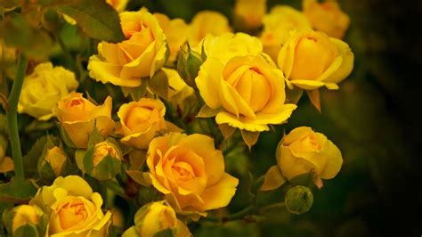 Beautiful yellow roses in the garden wallpapers and images - wallpapers, pictures, photos