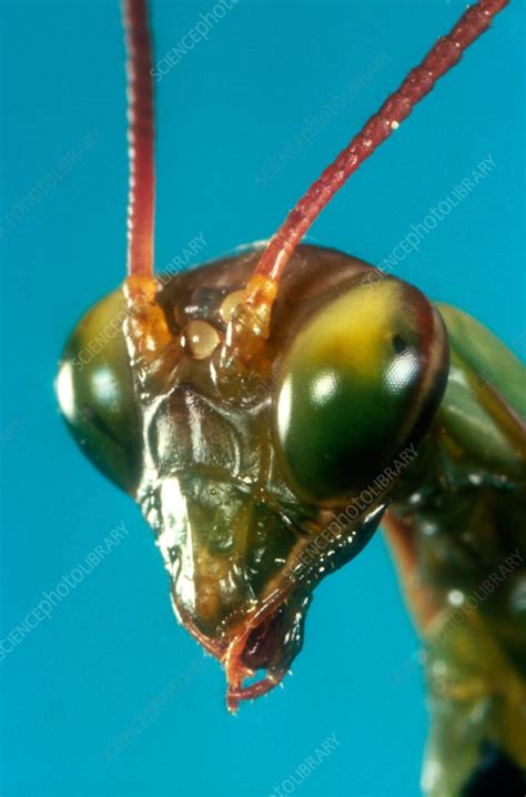 Praying Mantis (Mantis religiosa) head - Stock Image - Z275/0156 ...