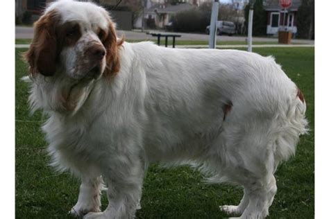 Clumber Spaniel Puppies for Sale from Reputable Dog Breeders