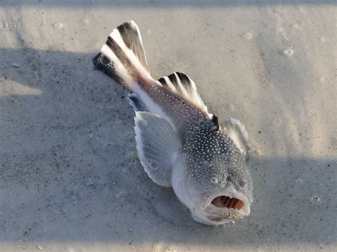 Southern Stargazer caught at Longboat Pass | Gulf coast florida, Fish, Stargazing