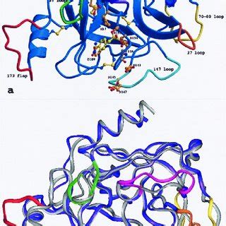 Overall structure of the tryptase tetramer. The four monomers A, B, C ...