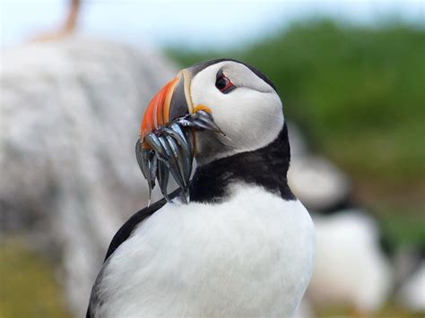 Decoys Encourage Atlantic Puffins to Return to Calf of Man - Island ...