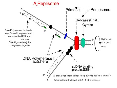 PPT - DNA Polymerase III PowerPoint Presentation, free download - ID:2403916