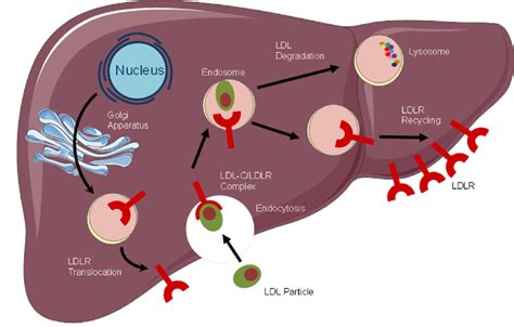 Normal, physiological LDLR recycling. LDL low density lipoprotein ...