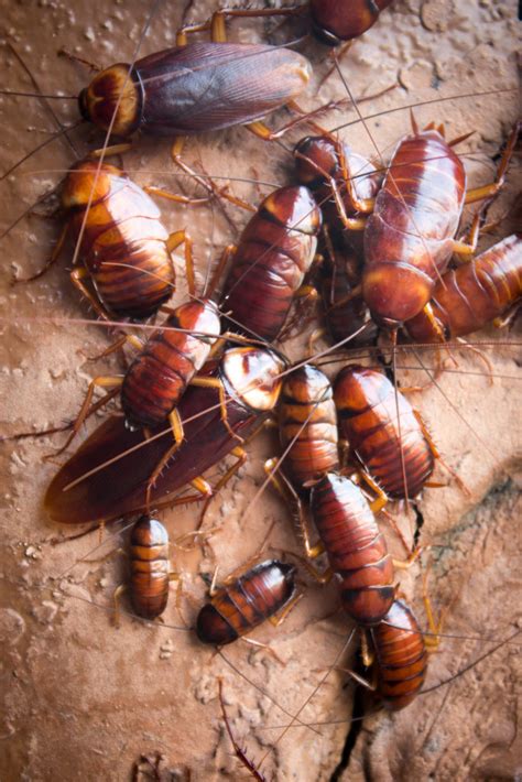 Do Roaches Bite? - Rove Pest Control