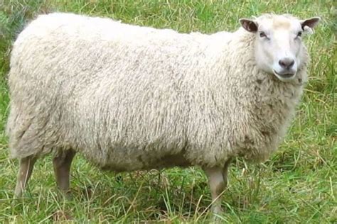 Finnsheep – Loudoun Valley Sheep Producers