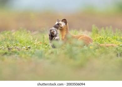 Long Tailed Weasel Hunting Stock Photo 2003506094 | Shutterstock