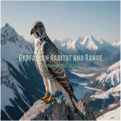 Gyrfalcon Facts: Habitat, Diet, & Conservation Secrets