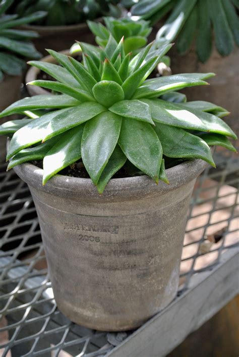 Succulents in the Greenhouse - The Martha Stewart Blog