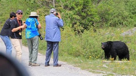 'It scares me': Banff tourists seek up-close bear photos despite warnings | CBC News