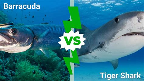 Barracuda Vs Shark