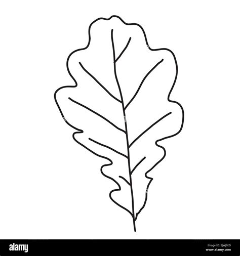 Oak leaf in the doodle style. Hand-drawn autumn silhouette. Botanical vector illustration Stock ...