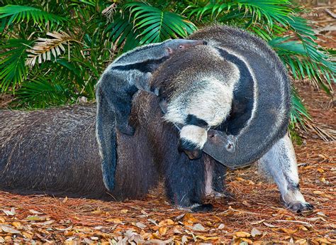 Giant Anteater Mother And Baby Photograph by Millard H. Sharp - Pixels