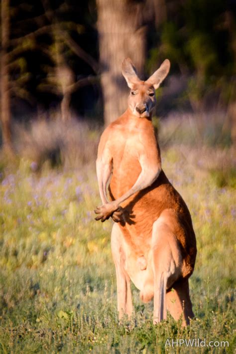 Red Kangaroo – AHP Wild