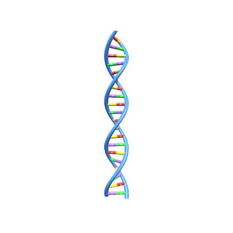 Structure Of How To Draw Structure Of DNA Double Easy, 44% OFF