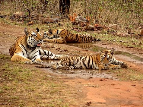 The Untold Story of How Panna Got Her Tigers Back in Just 10 Years