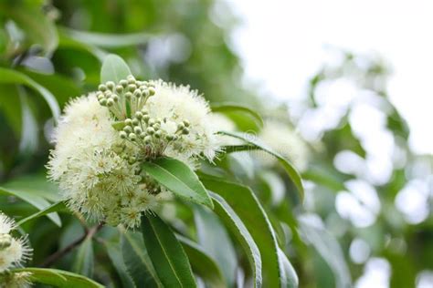 Beautiful Lemon Myrtle Flowers in Natural Light Stock Image - Image of botany, myrtle: 204974815