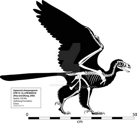 Sapeornis Skeleton by Franz-Josef73 on DeviantArt