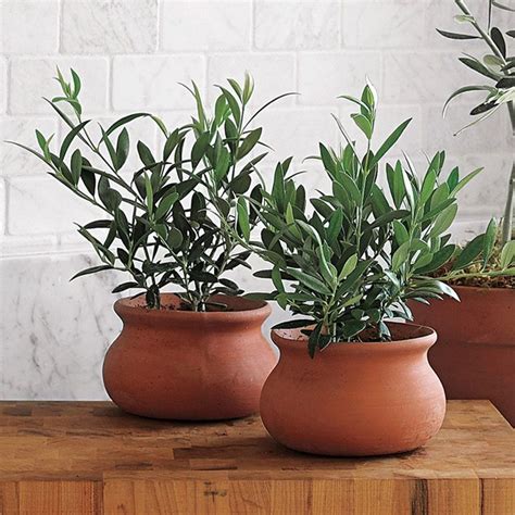 Mini European Olive Trees | Olive plant, Indoor plants, Plants