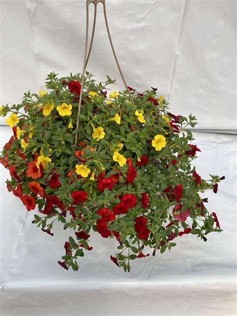 12″ Calibrachoa (Million Bells) Hanging Basket