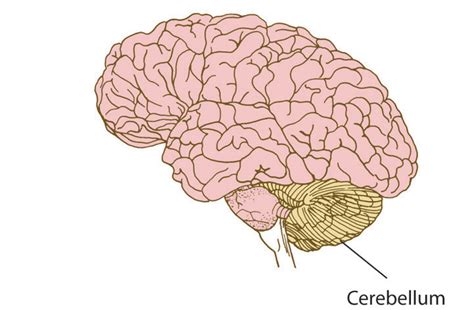 Brain Anatomy Cerebellum | Hot Sex Picture