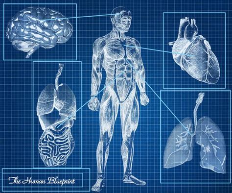 Physiologie humaine Stock Photos, Royalty Free Physiologie humaine Images | Depositphotos