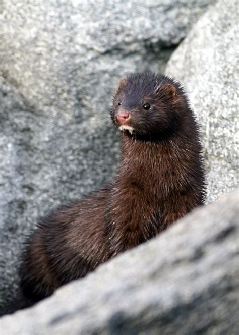 Watch out… there’s mink about! - Tees Valley Wildlife Trust