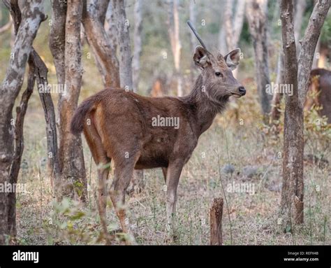 Sambar deer india hi-res stock photography and images - Alamy