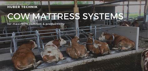 Cow Mattress Systems for Maximum Comfort & Productivity - Agri-Comfort