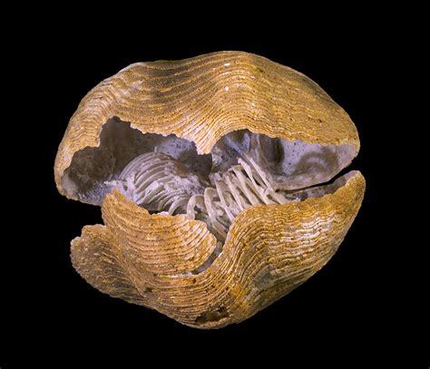 Counting calories in the fossil record - HeritageDaily - Heritage ...