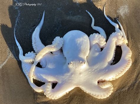 Beachgoer finds dead octopus along the Texas coast