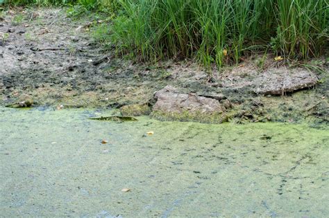 Premium Photo | Dirty water in the river environmental pollution discharge of garbage and waste ...