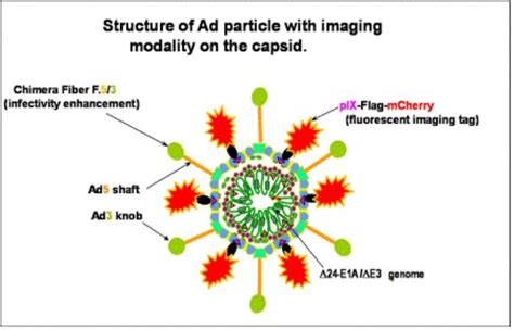 Adenovirus-based Gene Therapy: a Promising Novel Cancer Therapy ...