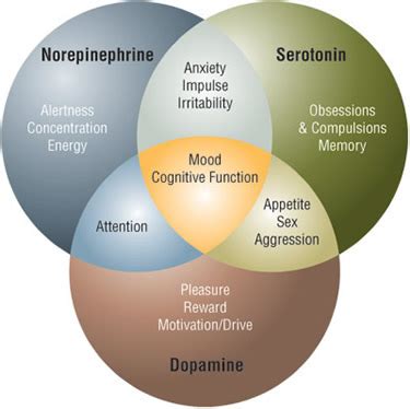 The Brain AO1 AO2 - PSYCHOLOGY WIZARD