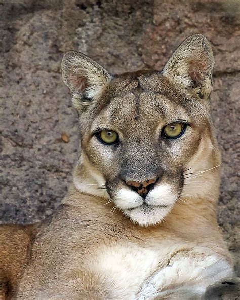 Sonora Desert Mountain Lion | Shutterbug